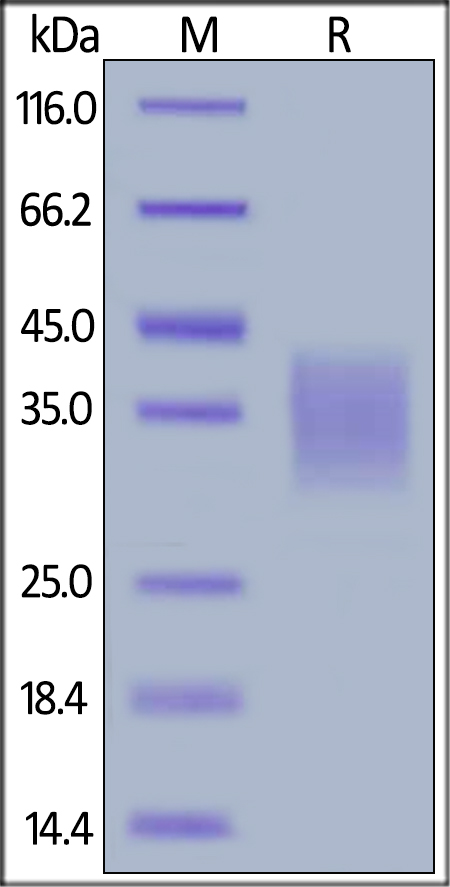 Recombinant human CD30-L protein (Active)