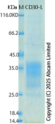 SDS-PAGE - Recombinant Human CD30-L Protein Standard (His tag) (AB323006)