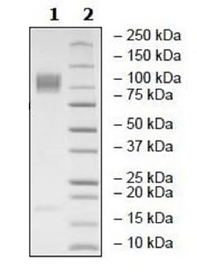 SDS-PAGE - Recombinant Human CD30 protein (Biotin) (Fc tag C-Terminus + Avi tag C-Terminus) (AB271426)