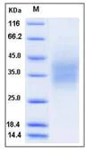 SDS-PAGE - Recombinant Human CD300a protein (His tag) (AB276481)