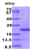 SDS-PAGE - Recombinant Human CD300e protein (denatured) (AB187433)