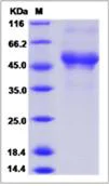 SDS-PAGE - Recombinant Human CD300LB protein (Fc Chimera) (AB276572)