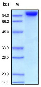 SDS-PAGE - Recombinant human CD31 protein (AB155607)