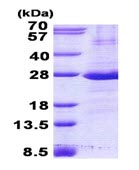SDS-PAGE - Recombinant Human CD32 protein (AB139784)
