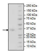 SDS-PAGE - Recombinant Human CD32A protein (Avi tag C-Terminus + His tag C-Terminus) (AB269990)