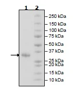 SDS-PAGE - Recombinant Human CD32B protein (Avi tag C-Terminus + His tag C-Terminus) (AB269989)