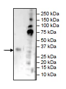 Western blot - Recombinant Human CD32B protein (Avi tag C-Terminus + His tag C-Terminus) (AB269989)