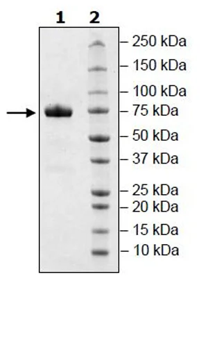 SDS-PAGE - Recombinant Human CD33 protein (Avi tag C-Terminus + Fc tag C-Terminus) (AB271427)