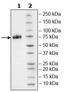 SDS-PAGE - Recombinant Human CD33 protein (Biotin) (Fc tag C-Terminus + Avi tag C-Terminus) (AB271428)