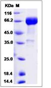 SDS-PAGE - Recombinant Human CD33 protein (Fc Chimera) (AB276473)