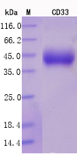 Recombinant Human CD33 Protein Standard (His tag)