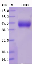 SDS-PAGE - Recombinant Human CD33 Protein Standard (His tag) (AB316463)