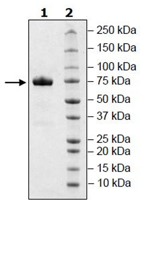 SDS-PAGE - Recombinant Human CD33 protein (Tagged) (AB271427), expandable thumbnail