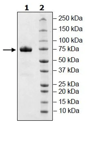 SDS-PAGE - Recombinant Human CD33 protein (Tagged) (AB271427)