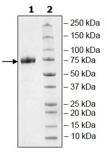 SDS-PAGE - Recombinant Human CD33 protein (Tagged) (Biotin) (AB271428)