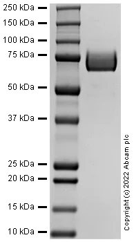 SDS-PAGE - Recombinant Human CD36 protein (AB288819)