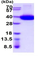 SDS-PAGE - Recombinant Human CD38 protein (AB222440)