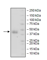 SDS-PAGE - Recombinant human CD38 protein (Active) (AB269980)
