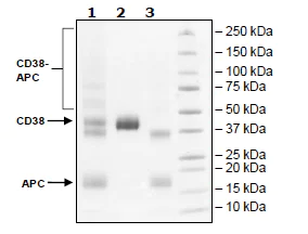 SDS-PAGE - Recombinant human CD38 protein (Active) (APC) (AB269982)