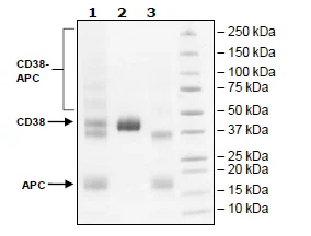 SDS-PAGE - Recombinant human CD38 protein (Active) (APC) (His tag C-Terminus) (AB269982)
