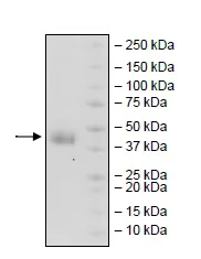 SDS-PAGE - Recombinant human CD38 protein (Active) (His tag C-Terminus) (AB269980)