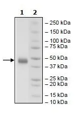 SDS-PAGE - Recombinant Human CD38 protein (Avi tag C-Terminus + His tag C-Terminus) (AB269991)