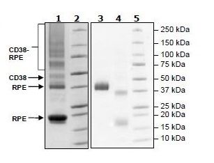 SDS-PAGE - Recombinant Human CD38 protein (His tag) (PE) (AB269981)