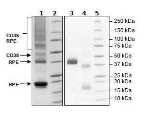 SDS-PAGE - Recombinant Human CD38 protein (PE) (His tag C-Terminus) (AB269981)