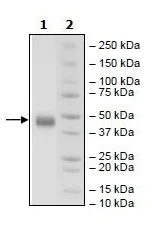 SDS-PAGE - Recombinant Human CD38 protein (Tagged) (AB269991)