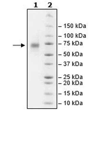 SDS-PAGE - Recombinant human CD39 protein (Active) (His tag C-Terminus) (AB271430)