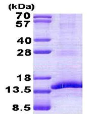 SDS-PAGE - Recombinant Human CD3G protein (denatured) (His tag N-Terminus) (AB140563)