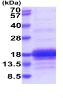 SDS-PAGE - Recombinant Human CD3G protein (His tag) (AB222998)