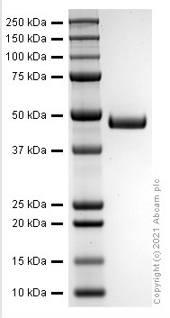 SDS-PAGE - Recombinant Human CD4 protein (AB282379)