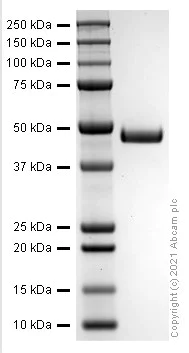 SDS-PAGE - Recombinant Human CD4 protein (AB282379)