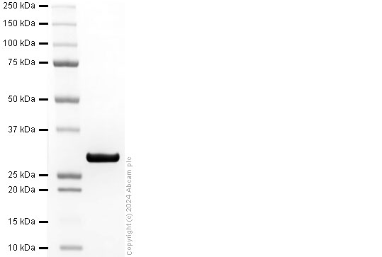 SDS-PAGE - Recombinant Human CD40 Ligand Protein (His-tag) (AB317872), expandable thumbnail