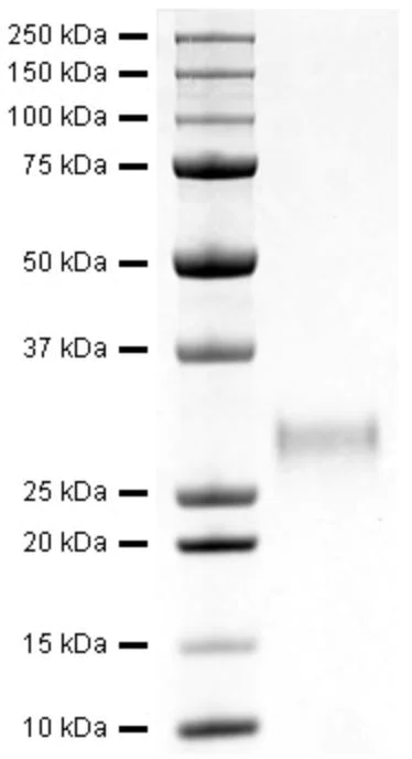 SDS-PAGE - Recombinant Human CD40 protein (AB282378)