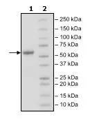 SDS-PAGE - Recombinant human CD40 protein (Active) (Biotin) (Fc tag C-Terminus + Avi tag C-Terminus) (AB271432)