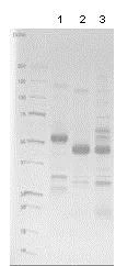 SDS-PAGE - Recombinant human CD40 protein (Fc Chimera Active) (AB83917)