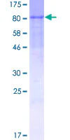 SDS-PAGE - Recombinant Human CD42b protein (GST tag N-Terminus) (AB158557)