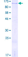 Recombinant Human CD44 protein