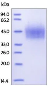 SDS-PAGE - Recombinant human CD44 protein (Active) (AB173996)
