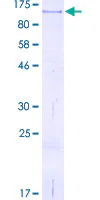 SDS-PAGE - Recombinant Human CD44 protein (GST tag N-Terminus) (AB158063)