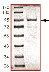 SDS-PAGE - Recombinant human CD45 protein (AB94517), expandable thumbnail