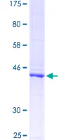 SDS-PAGE - Recombinant Human CD45 protein (GST tag N-Terminus) (AB159286)