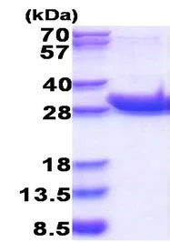 SDS-PAGE - Recombinant Human CD45 protein (His-DDDDK tag N-Terminus) (AB177717)