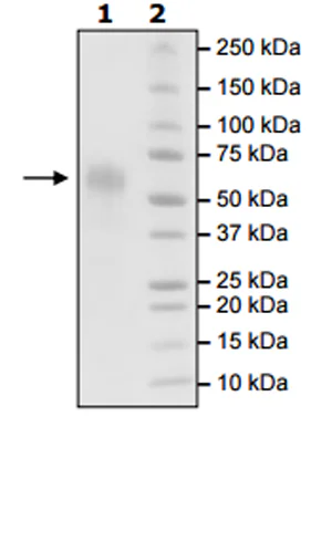 SDS-PAGE - Recombinant Human CD46 protein (His tag C-Terminus) (AB271542)