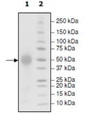 SDS-PAGE - Recombinant Human CD46 protein (His tag C-Terminus, Tag Free) (AB271543)