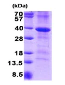 SDS-PAGE - Recombinant Human CD46 protein (His tag N-Terminus) (AB140724)