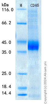 SDS-PAGE - Recombinant Human CD46 Protein Standard (His tag) (AB316620)