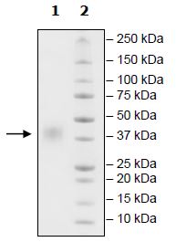 Recombinant human CD47 protein (Active)